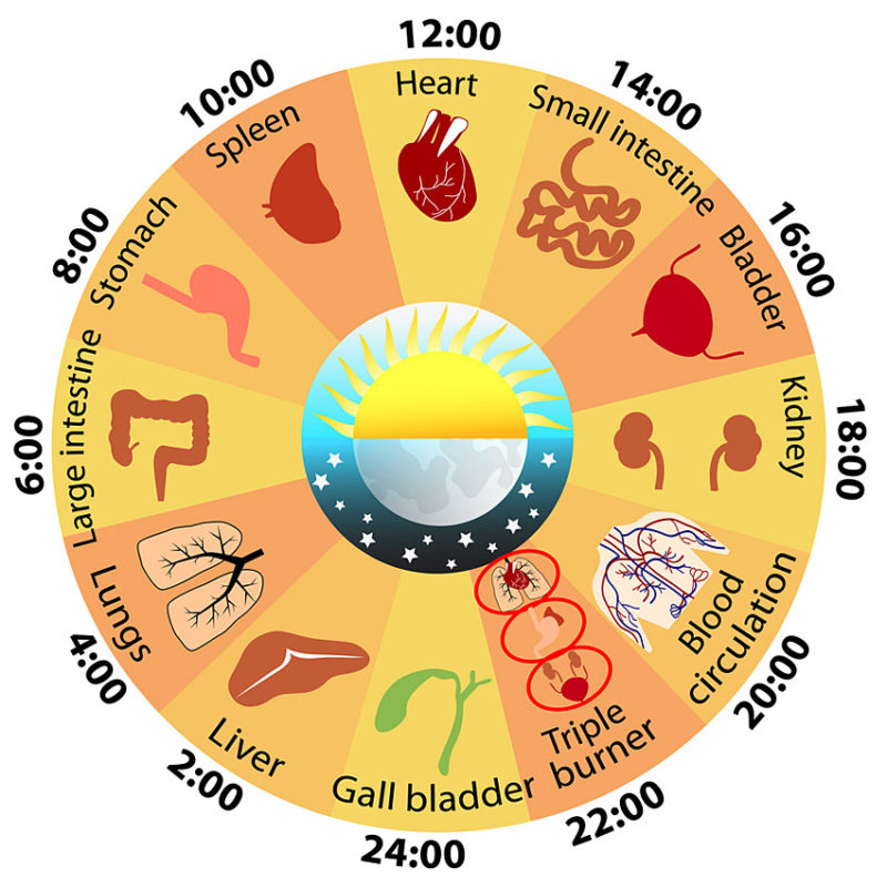 How Your Organs Keep Time - Dr. Kevin Gyurina